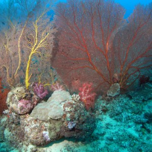 Sea fans and Soft Coral