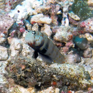 Spotted Shrimp Goby