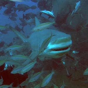 Bull-Shark