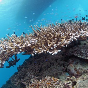 Coral with Small Reef Fish