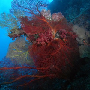 The number, size, and color of the sea fans, hard coral, and soft coral was