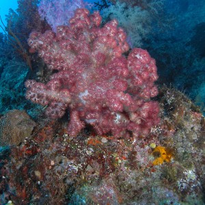 Soft Coral