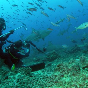 Diver photoing a bull shark