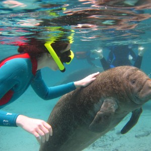 Swimming with Manatees in Crystal River