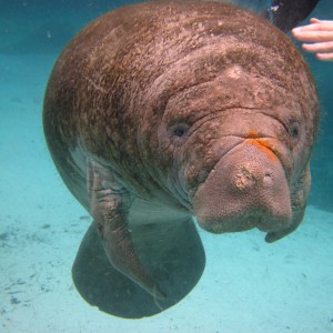 Swimming with Manatees in Crystal River