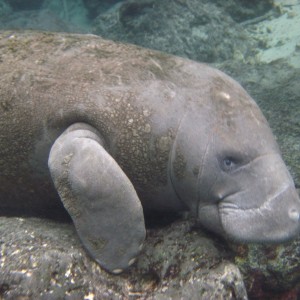 Swimming with Manatees in Crystal River