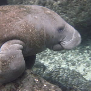 Swimming with Manatees in Crystal River