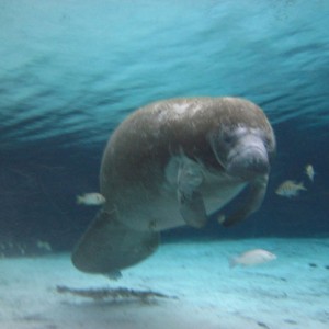 Swimming with Manatees in Crystal River