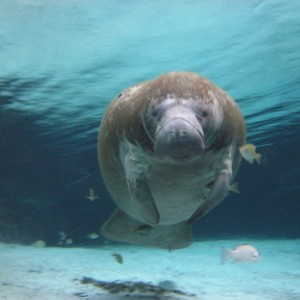 Swimming with Manatees in Crystal River