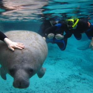 Swimming with Manatees in Crystal River