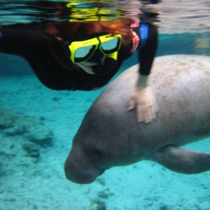 Swimming with Manatees in Crystal River