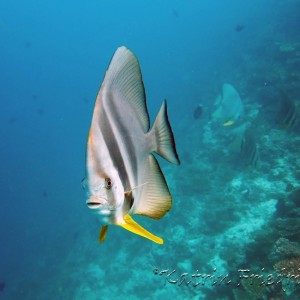 Longfin batfish