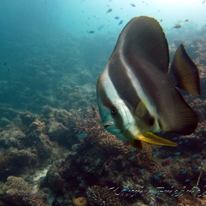 Longfin batfish