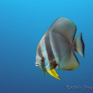 Longfin batfish