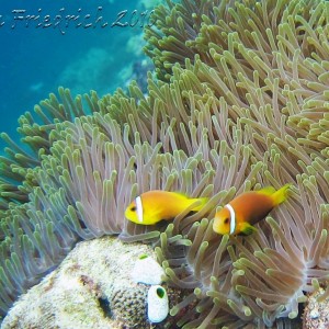 Maldivian Anemone fish