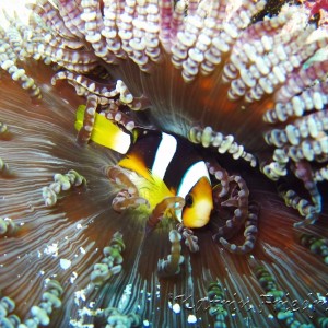 Clarke's anemone fish