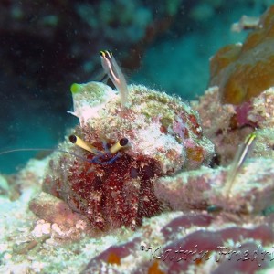 Hermit crab with goby