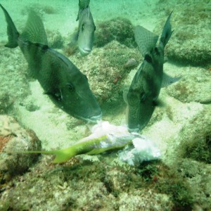 Diving off Pompano, Florida