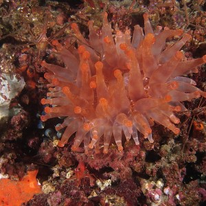 anenome_950