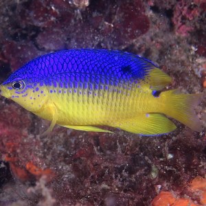 damselfish_950