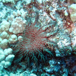 crown of thorns star