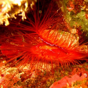 Fire Clam, rough lima