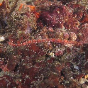 pipefish_950