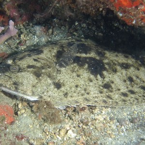 flounder_960