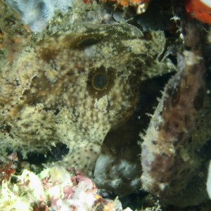 frogfishes_960