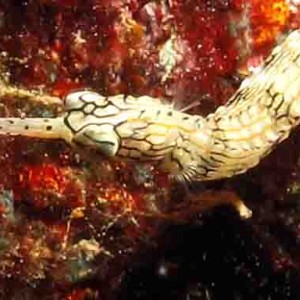 Network pipe fish