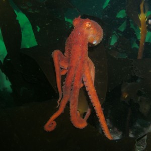 octopus at night