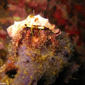 Hermite Crab at Sail Rock