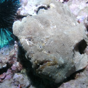 Large frogfish Maui Sept 2010