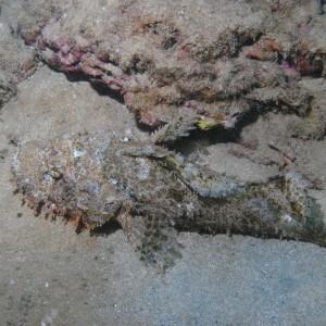 12-14 " Scorpionfish