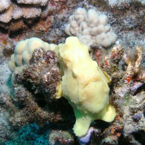 Yellow frogfish