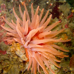 candy on the anenome