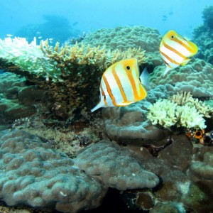 Sep 26- Oct 01 2010. Selayar Island , South Sulawesi, Indonesia