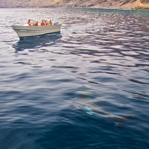 Mexican Navy at Guadalupe Island