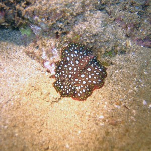 nudibranc