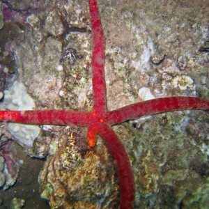 starfish