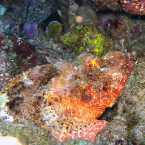 scorpion fish