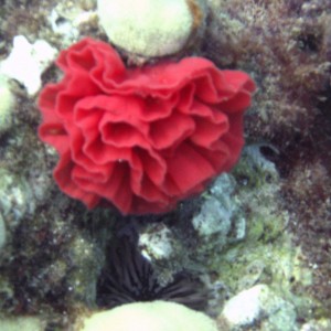 spanish dancer nest