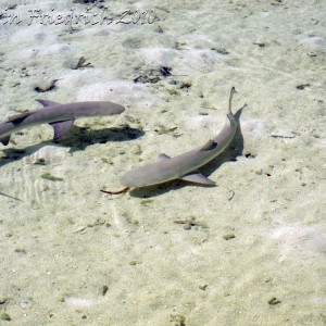 Baby nurse sharks