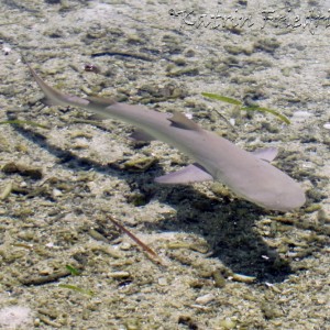 Baby nurse shark