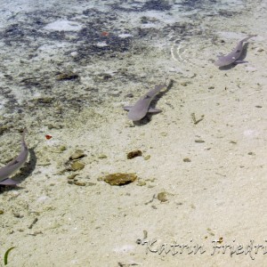 baby nurse sharks