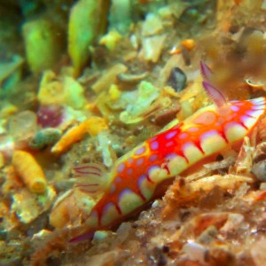 nudi0723