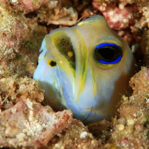 Yellow-head Jawfish