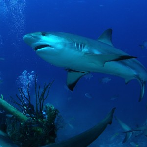 Caribbean Reef Sharks