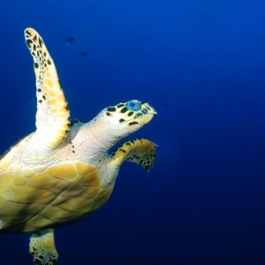 Hawsbill Turtle