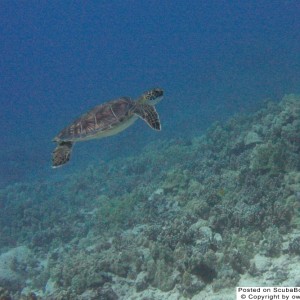 Kona_Diving_2005_SB25